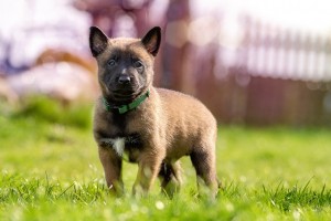 puppy-1726414_640